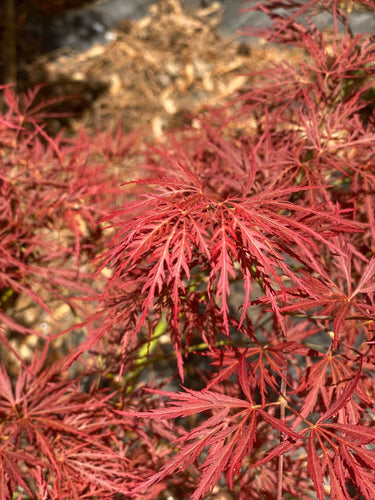 Acer palmatum 'Dragon's Fire' - mapleridgenursery